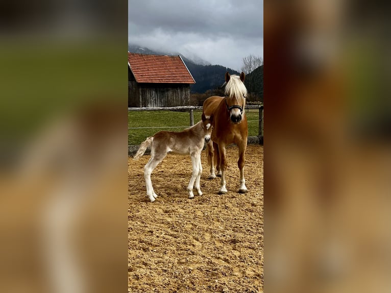 Haflinger Stallion Foal (03/2025) 15 hh Chestnut-Red in Bad Hindelang