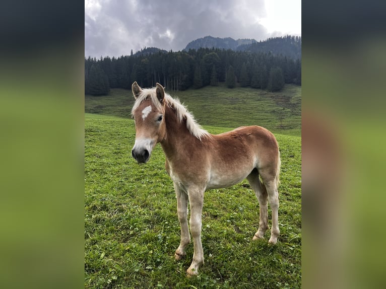 Haflinger Stallion Foal (03/2025) 15 hh Chestnut-Red in Bad Hindelang