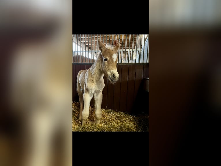 Haflinger Stallion Foal (03/2025) 15 hh Chestnut-Red in Bad Hindelang