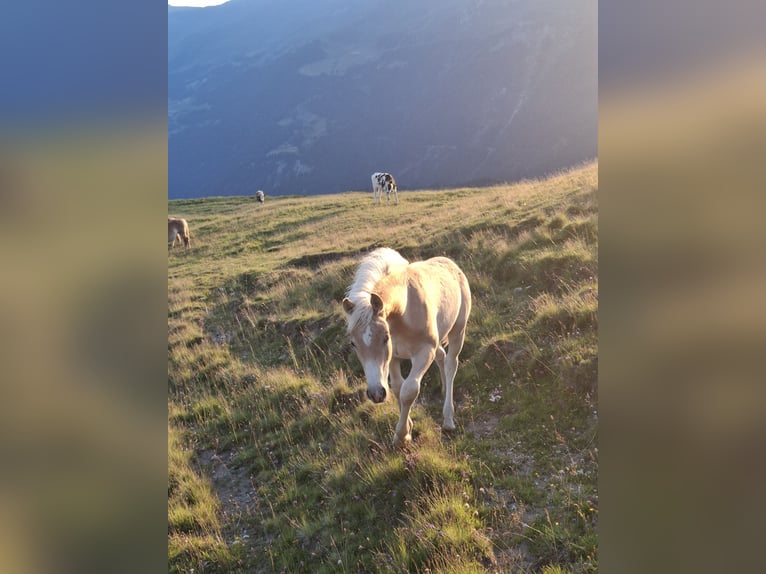 Haflinger Stallion Foal (03/2026) 15 hh Chestnut-Red in Nauders