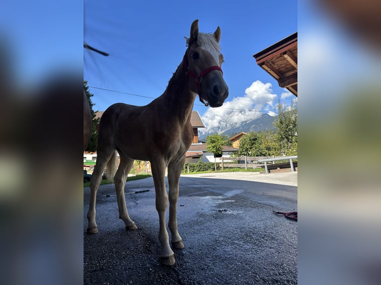 Haflinger Stallion Foal (03/2026) 15 hh Chestnut-Red in Weer
