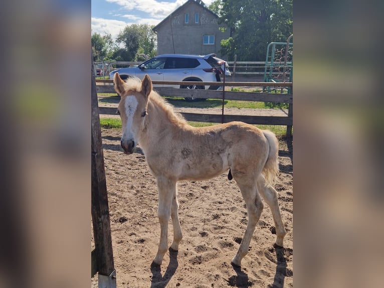 Haflinger Stallion  15 hh Chestnut-Red in Hennigsdorf