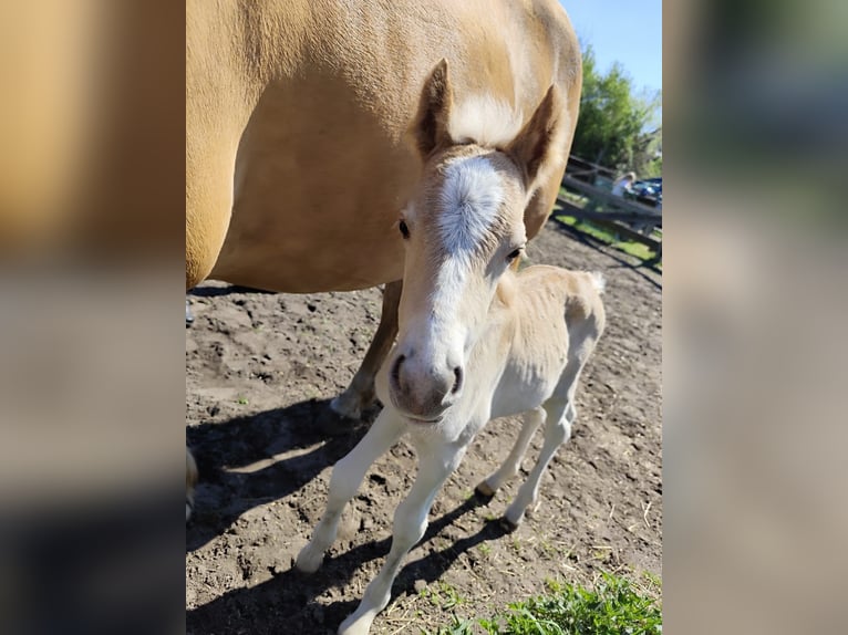 Haflinger Stallion  15 hh Chestnut-Red in Hennigsdorf