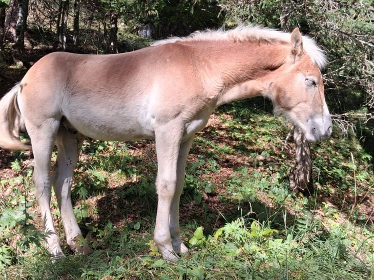 Haflinger Stallion Foal (04/2025) 15 hh Chestnut-Red in VILLN&#xD6;SS / S&#xDC;DTIROL
