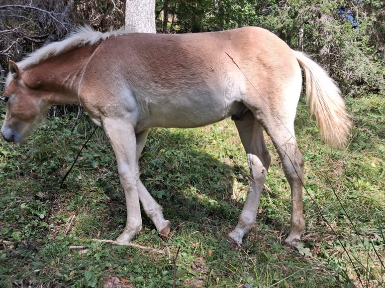 Haflinger Stallion Foal (04/2025) 15 hh Chestnut-Red in VILLN&#xD6;SS / S&#xDC;DTIROL