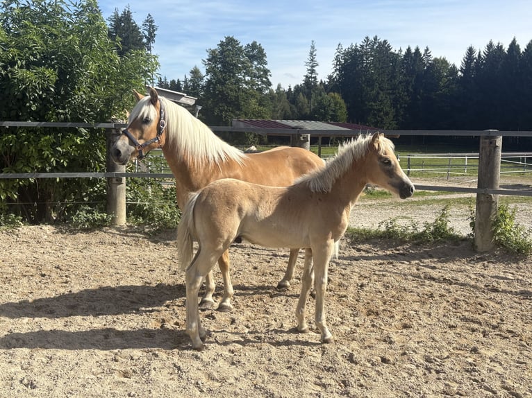 Haflinger Stallion Foal (04/2025) 15 hh in Desselbrunn