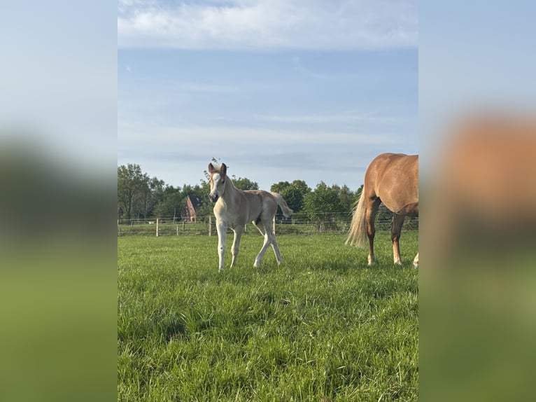 Haflinger Stallion  15,1 hh Chestnut-Red in Ihlow