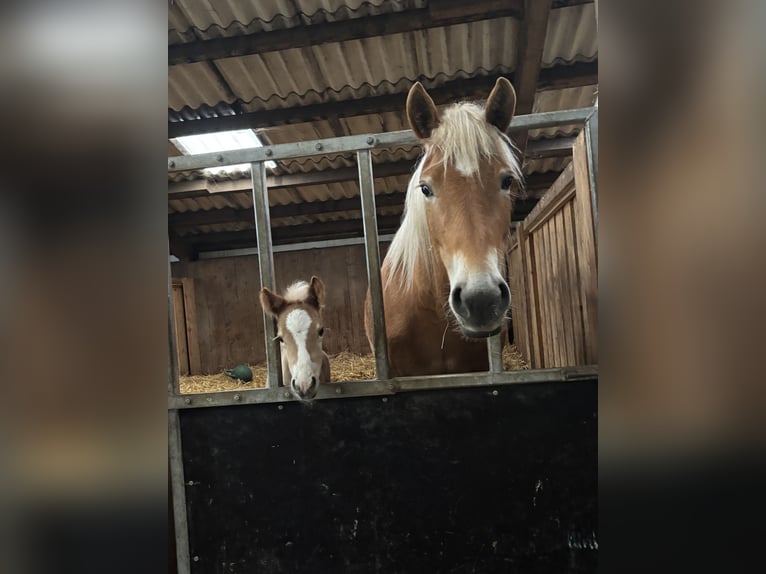 Haflinger Stallion  15,1 hh Chestnut-Red in Ihlow