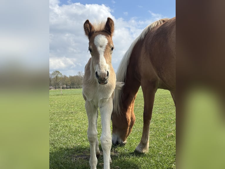 Haflinger Stallion  15,1 hh Chestnut-Red in Ihlow