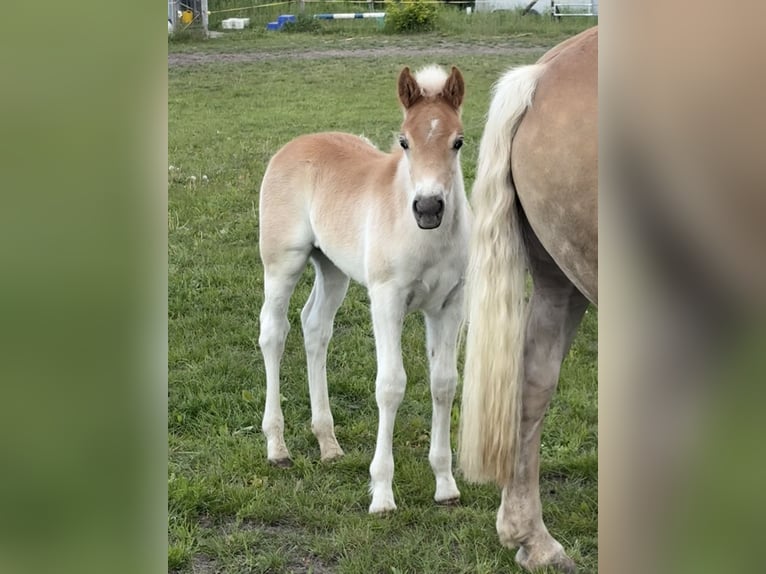 Haflinger Stallion  15,1 hh Chestnut-Red in Oberkrämer