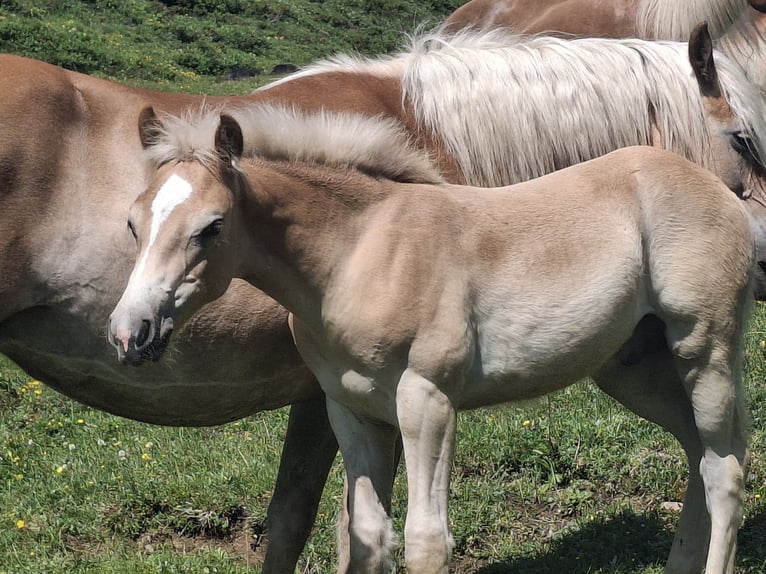 Haflinger Stallion  15,1 hh in Landeck