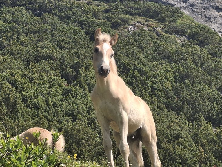 Haflinger Stallion  15,1 hh in Landeck