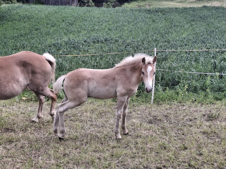 Haflinger Stallion  15,1 hh in Landeck