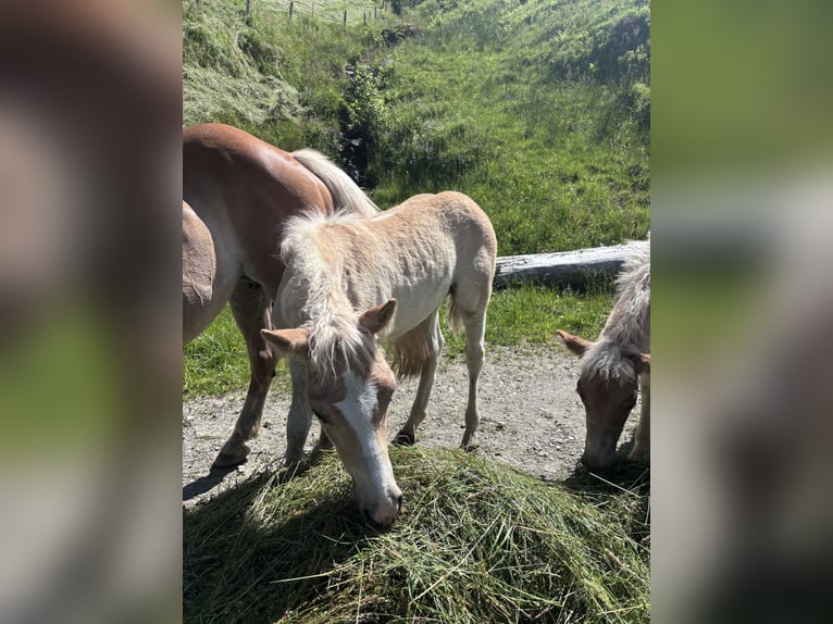 Haflinger Stallion  15,1 hh in F&#xFC;gen