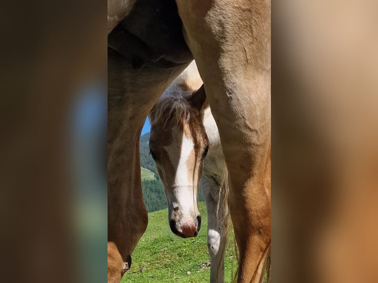 Haflinger Stallion  15,1 hh in F&#xFC;gen