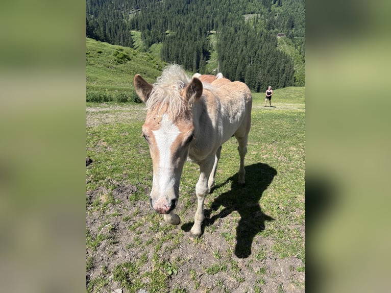 Haflinger Stallion  15,1 hh in F&#xFC;gen