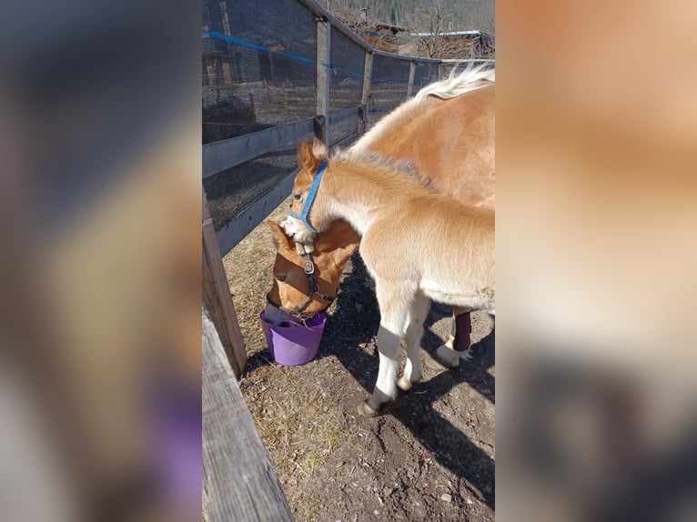 Haflinger Mix Stallion  15,2 hh Brown in Dorfgastein
