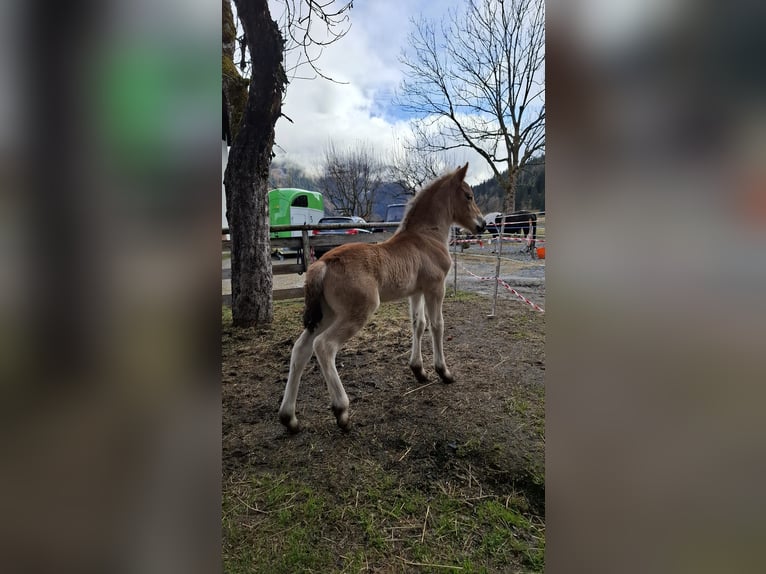 Haflinger Mix Stallion  15,2 hh Brown in Dorfgastein