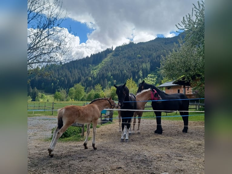 Haflinger Mix Stallion  15,2 hh Brown in Dorfgastein