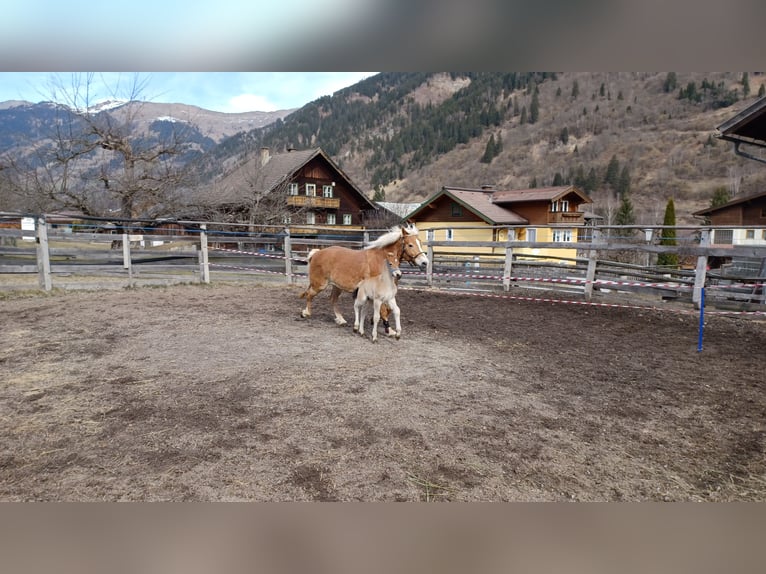 Haflinger Mix Stallion  15,2 hh Brown in Dorfgastein