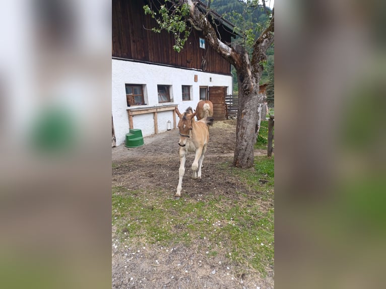 Haflinger Mix Stallion  15,2 hh Brown in Dorfgastein