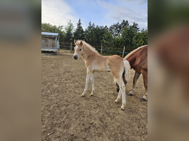 Haflinger Stallion Foal (03/2024) in Gnadendorf