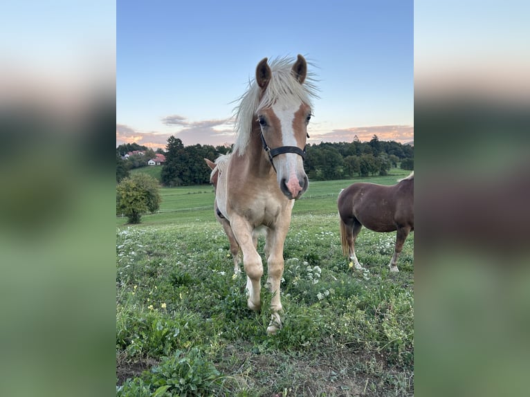 Haflinger Stallion Foal (01/2025) Chestnut in Postojna