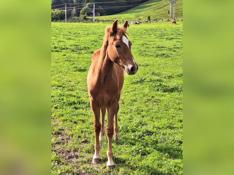 Haflinger Mix Stallion Foal (04/2025) Chestnut in Leogang