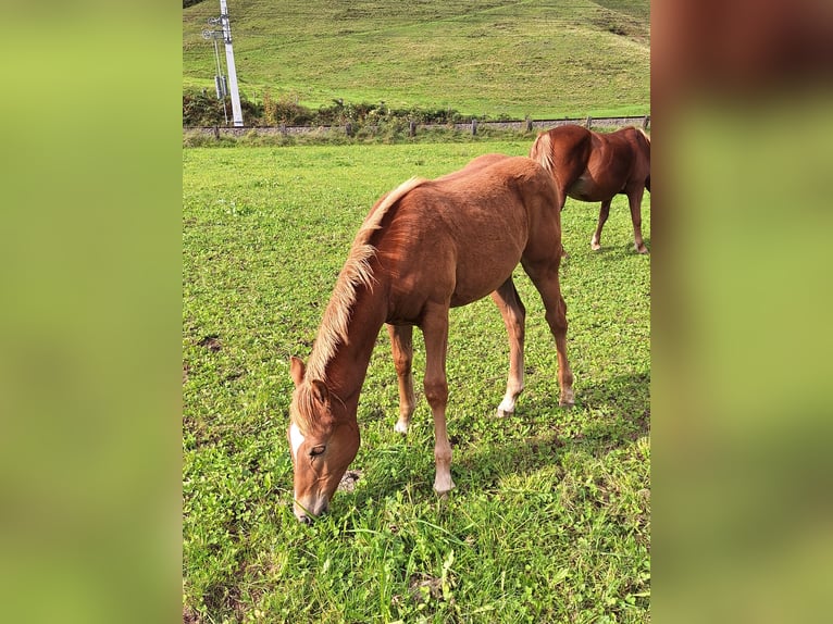 Haflinger Mix Stallion Foal (04/2025) Chestnut in Leogang