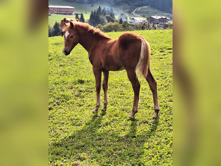 Haflinger Mix Stallion Foal (04/2025) Chestnut in Leogang
