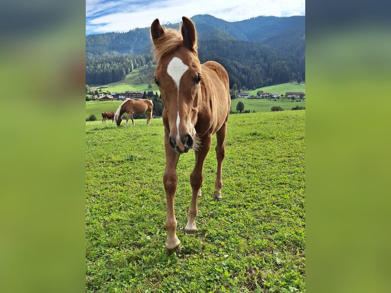Haflinger Mix Stallion Foal (04/2025) Chestnut in Leogang