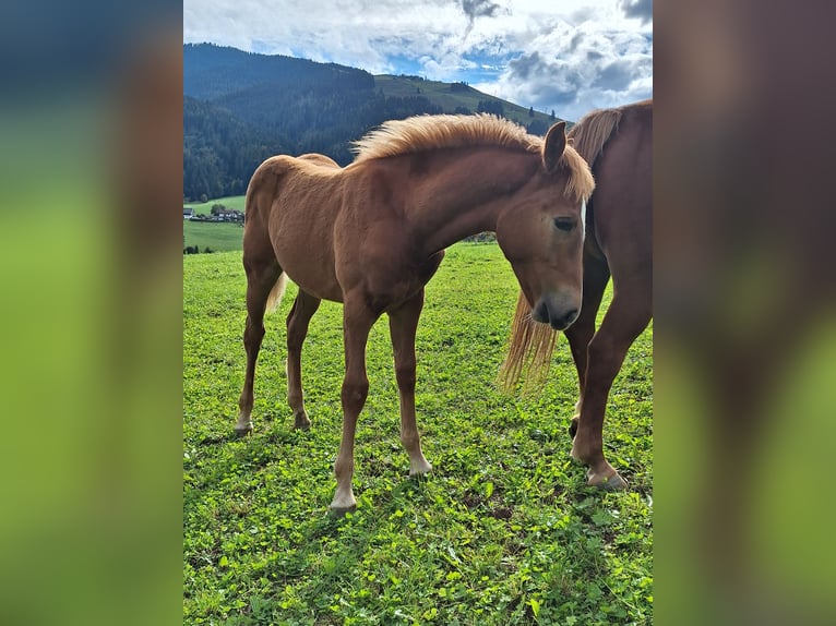 Haflinger Mix Stallion Foal (04/2025) Chestnut in Leogang