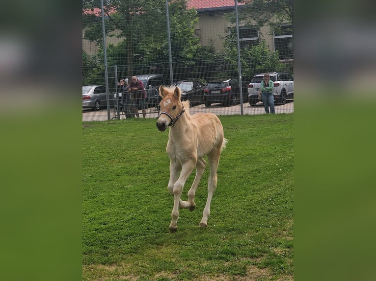 Haflinger Stallion Foal (04/2025) Chestnut-Red in Rauenberg