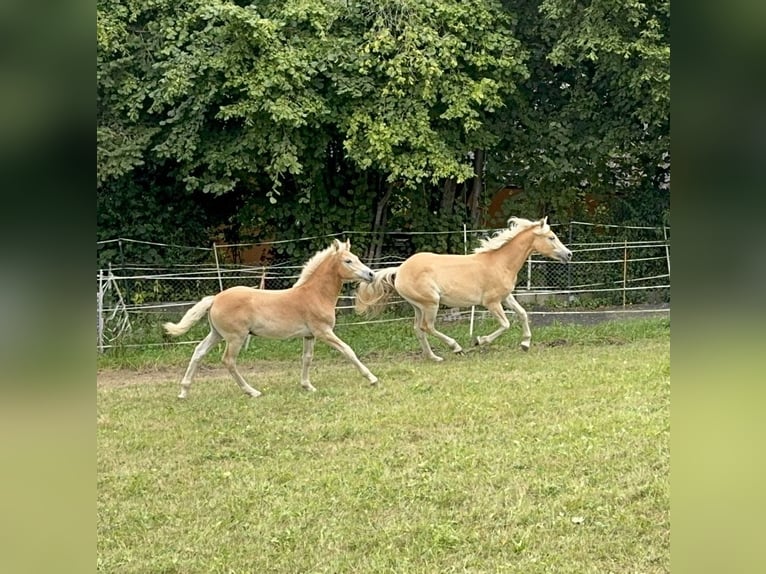 Haflinger Stallion Foal (04/2025) Chestnut-Red in Staufenberg
