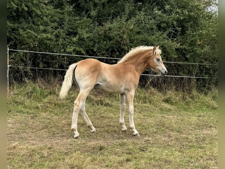 Haflinger Stallion Foal (04/2025) Chestnut-Red in Staufenberg