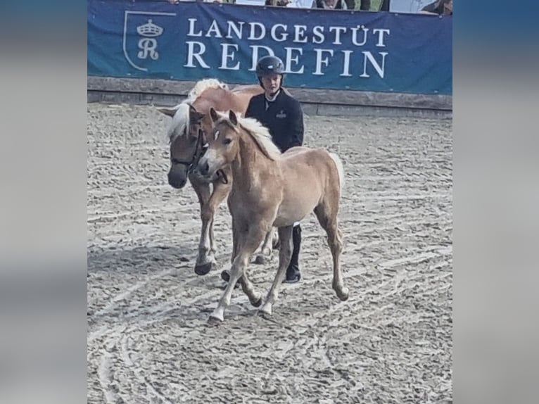 Haflinger Stallion Foal (05/2025) Chestnut-Red in SchwanheideBoizenburg