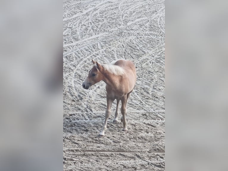 Haflinger Stallion Foal (05/2025) Chestnut-Red in SchwanheideBoizenburg