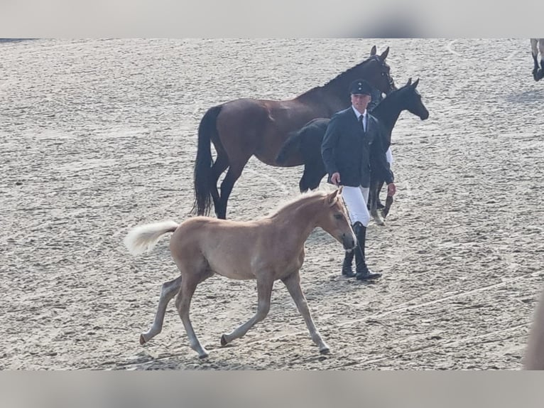Haflinger Stallion Foal (05/2025) Chestnut-Red in SchwanheideBoizenburg