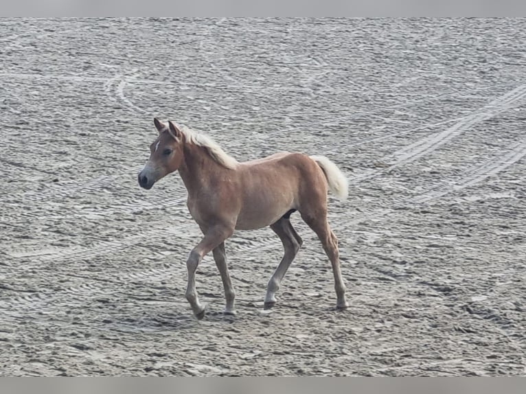 Haflinger Stallion Foal (05/2025) Chestnut-Red in SchwanheideBoizenburg