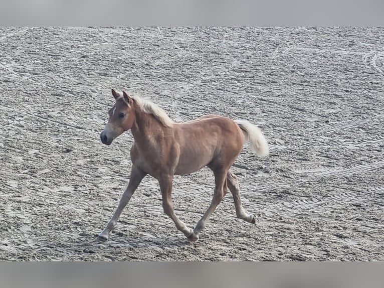 Haflinger Stallion Foal (05/2025) Chestnut-Red in SchwanheideBoizenburg