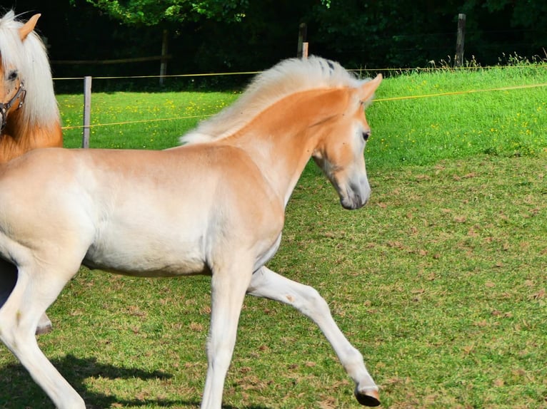 Haflinger Stallion Foal (04/2025) Chestnut-Red in Delbr&#xFC;ck