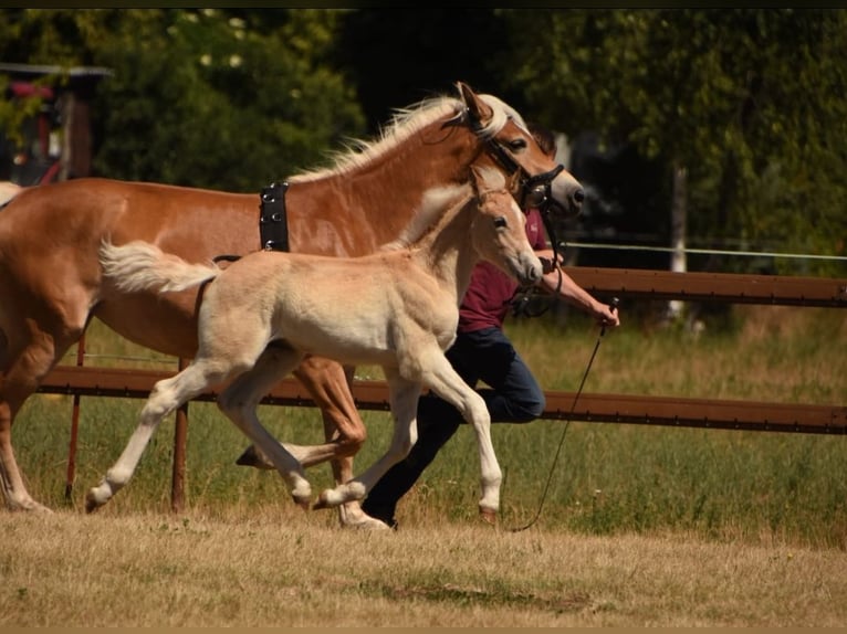 Haflinger Stallion Foal (04/2025) Chestnut-Red in Grunow-Dammendorf Grunow