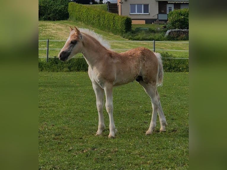 Haflinger Stallion  Chestnut-Red in Borchen
