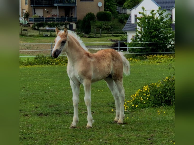 Haflinger Stallion  Chestnut-Red in Borchen