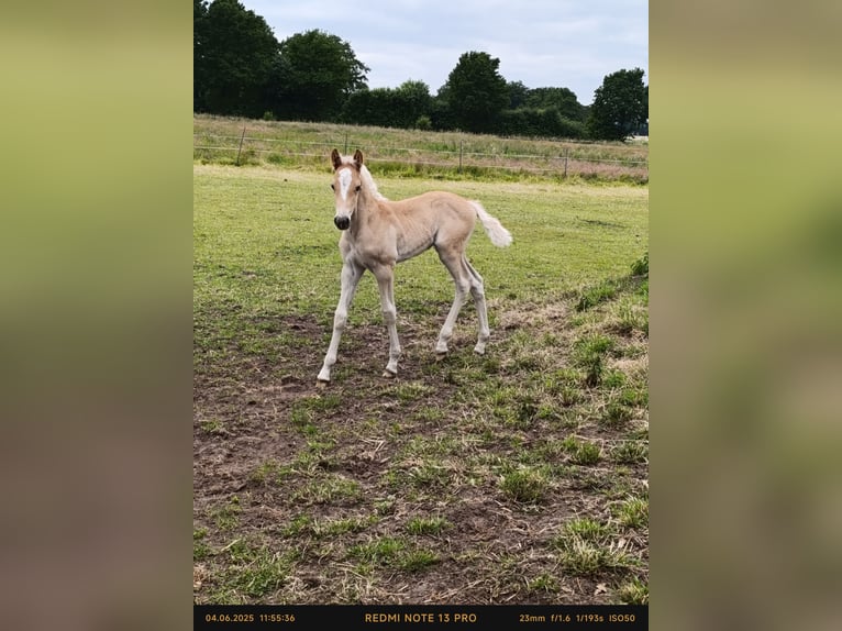 Haflinger Stallion  Chestnut-Red in Coesfeld