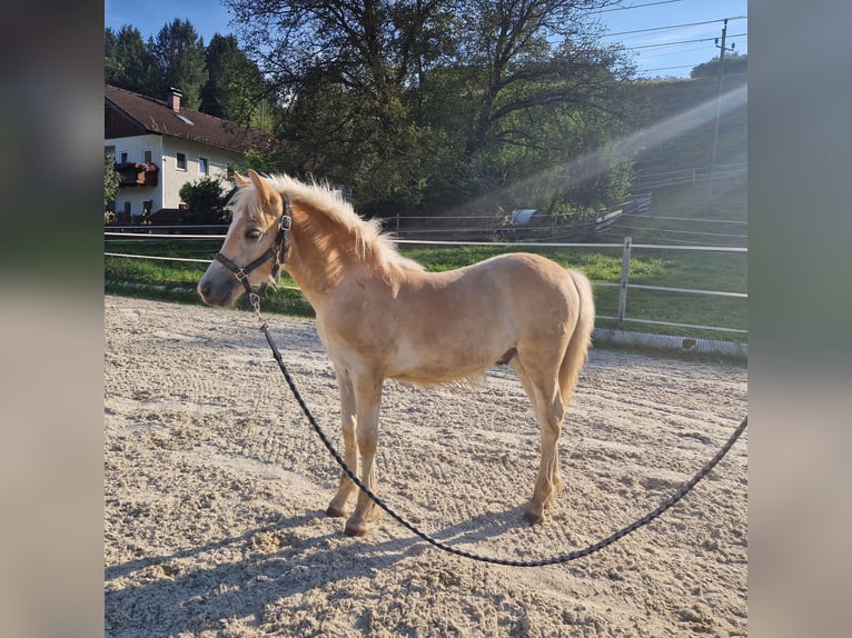 Haflinger Stallion  Chestnut-Red in Neukirchen