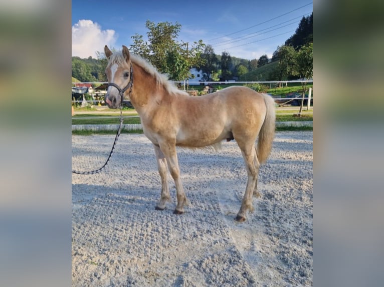 Haflinger Stallion  Chestnut-Red in Neukirchen