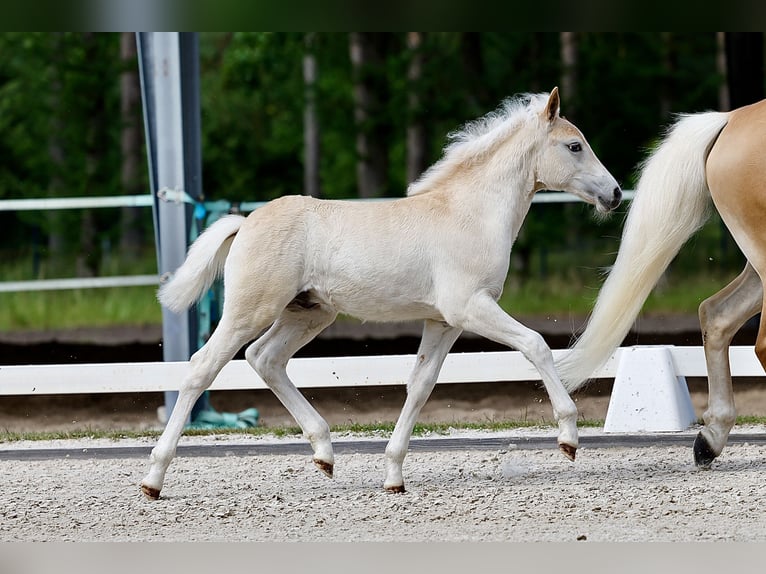 Haflinger Stallion Foal (04/2026) Chestnut-Red in Wittingen