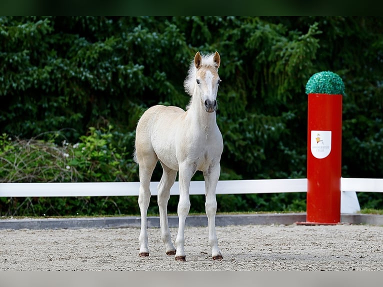 Haflinger Stallion Foal (04/2026) Chestnut-Red in Wittingen