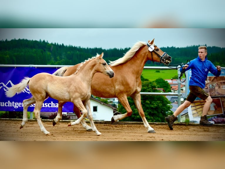 Haflinger Stallion Foal (03/2025) Chestnut-Red in Bad W&#xF6;rishofen